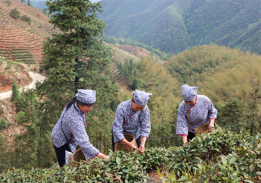 茶農在彭澤縣雷峰尖茶園采摘春茶。彭琴攝