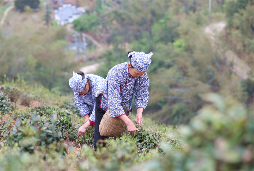 茶農在彭澤縣雷峰尖茶園采摘春茶。彭琴攝