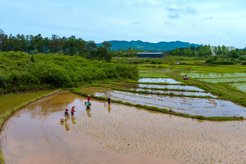 村民正在栽插早稻秧苗。廖敏攝