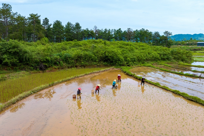 村民正在栽插早稻秧苗。廖敏攝