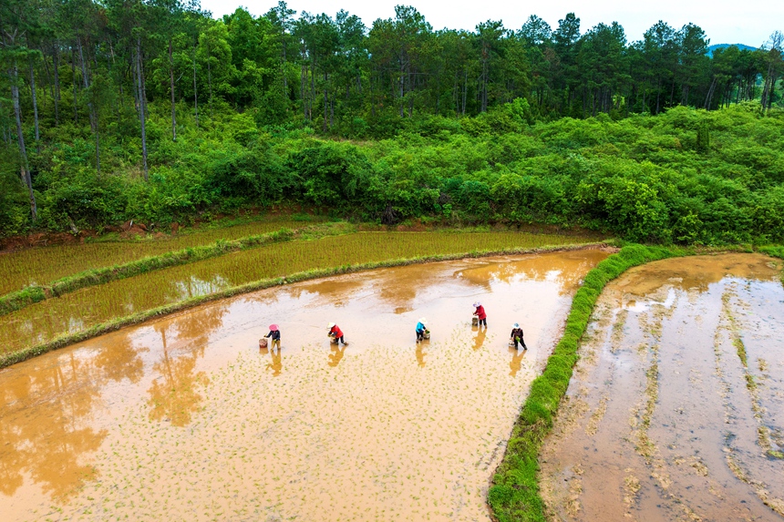 村民正在栽插早稻秧苗。廖敏攝