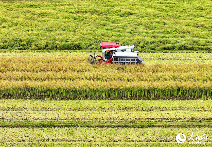 吉安市遂川縣泉江鎮窗溪村，農戶駕駛收割機在采收油菜籽。人民網 朱海鵬攝