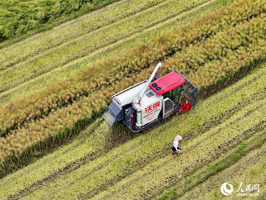 吉安市遂川縣泉江鎮窗溪村，農戶駕駛收割機在采收油菜籽。人民網 朱海鵬攝