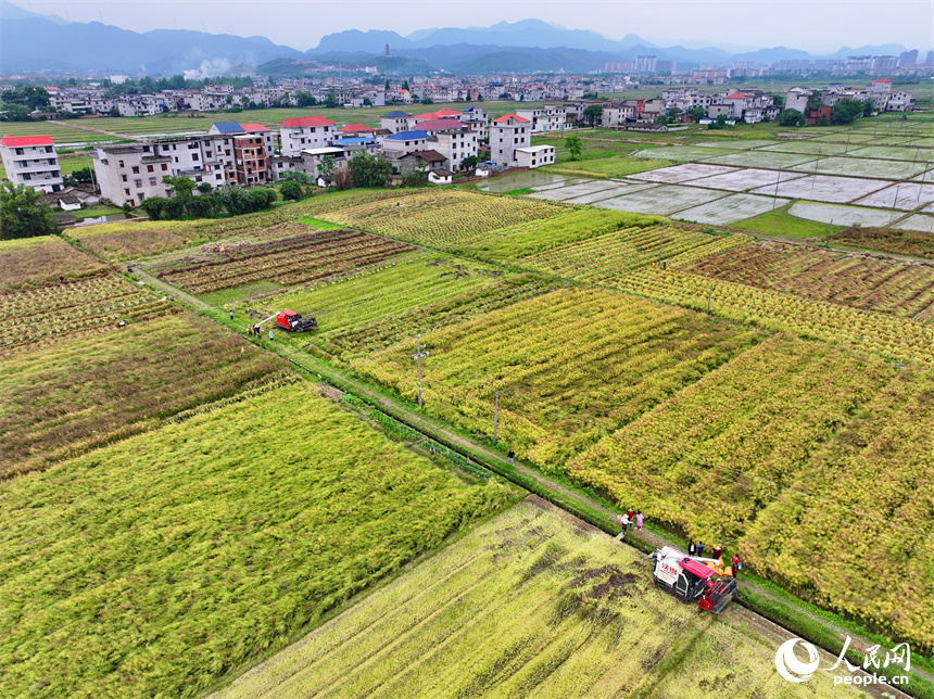 吉安市遂川縣泉江鎮窗溪村，農戶駕駛收割機在采收油菜籽。人民網 朱海鵬攝
