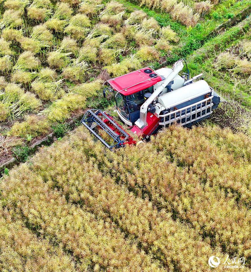 吉安市遂川縣泉江鎮窗溪村，農戶駕駛收割機在采收油菜籽。人民網 朱海鵬攝