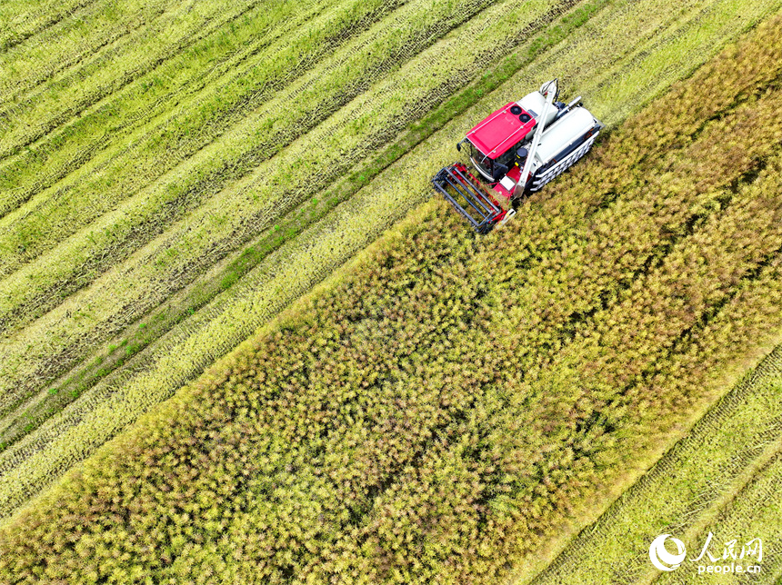 吉安市遂川縣泉江鎮窗溪村，農戶駕駛收割機在采收油菜籽。人民網 朱海鵬攝