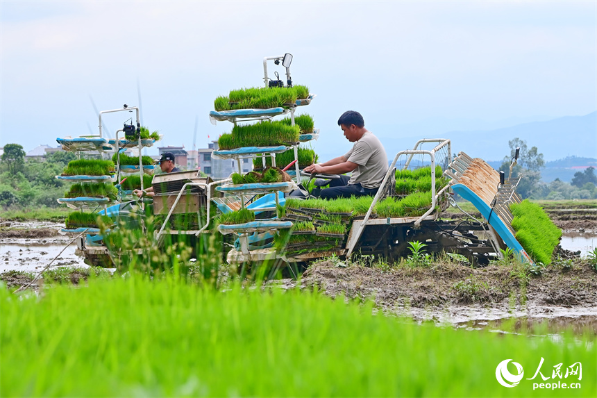 吉安市永新縣臺嶺鄉布淌村，農事服務中心的青年農技員駕駛插秧機在田間進行插秧作業。人民網 朱海鵬攝