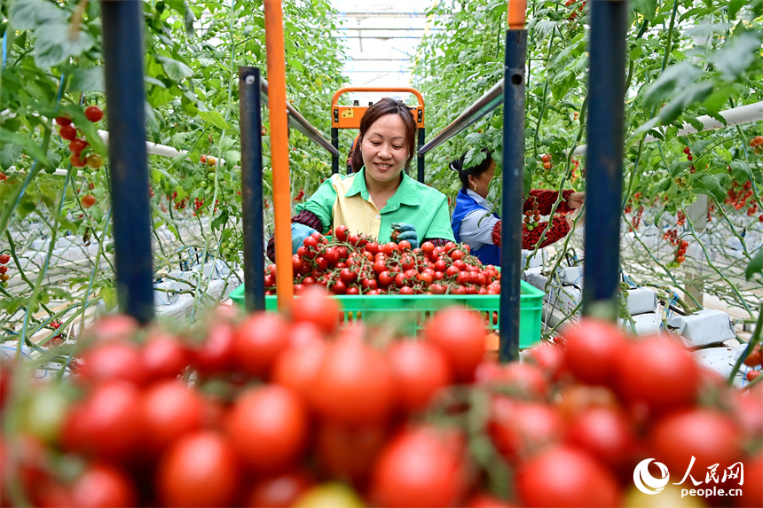 工人在智能溫控大棚內采摘小番茄，供應“五一”假期市場。人民網 朱海鵬攝