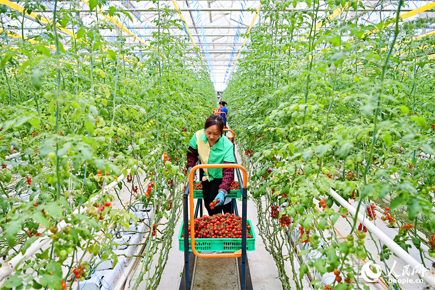 工人在智能溫控大棚內采摘小番茄，供應“五一”假期市場。人民網 朱海鵬攝