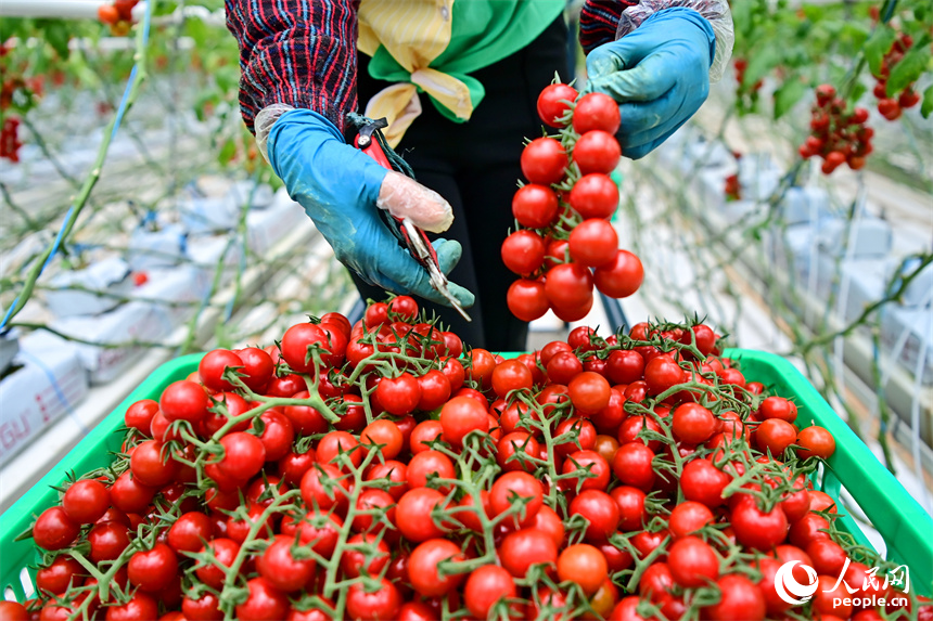 工人在智能溫控大棚內采摘小番茄，供應“五一”假期市場。人民網 朱海鵬攝