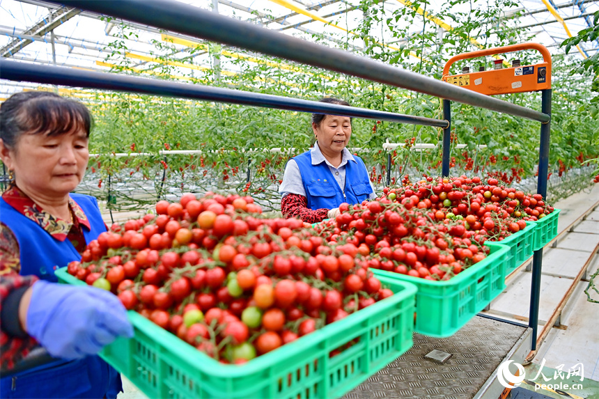 工人在智能溫控大棚內采摘小番茄，供應“五一”假期市場。人民網 朱海鵬攝