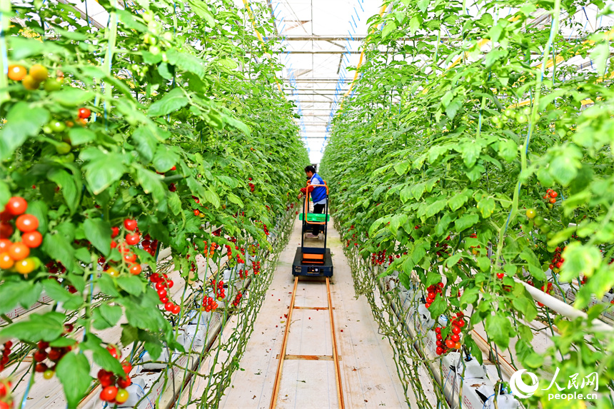 工人在智能溫控大棚內采摘小番茄，供應“五一”假期市場。人民網 朱海鵬攝