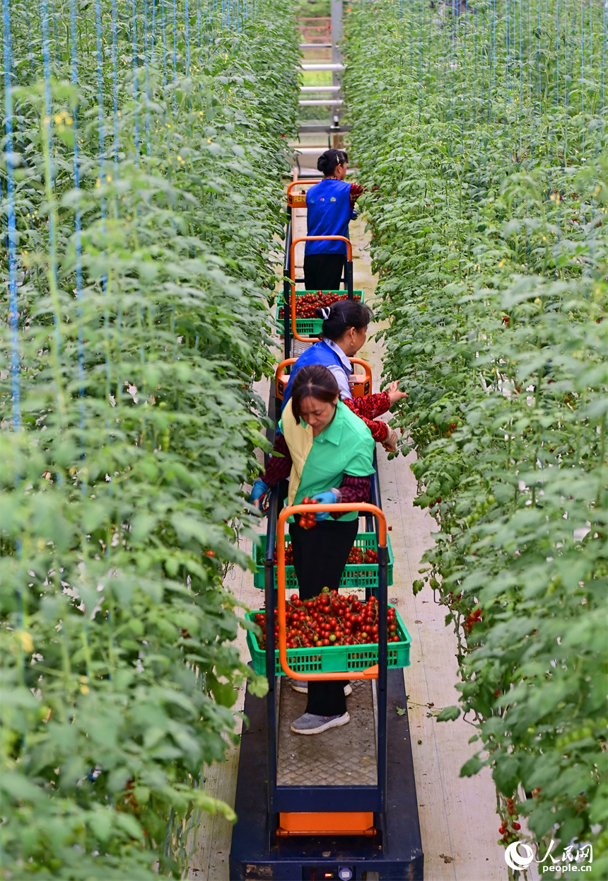 工人在智能溫控大棚內采摘小番茄，供應“五一”假期市場。人民網 朱海鵬攝