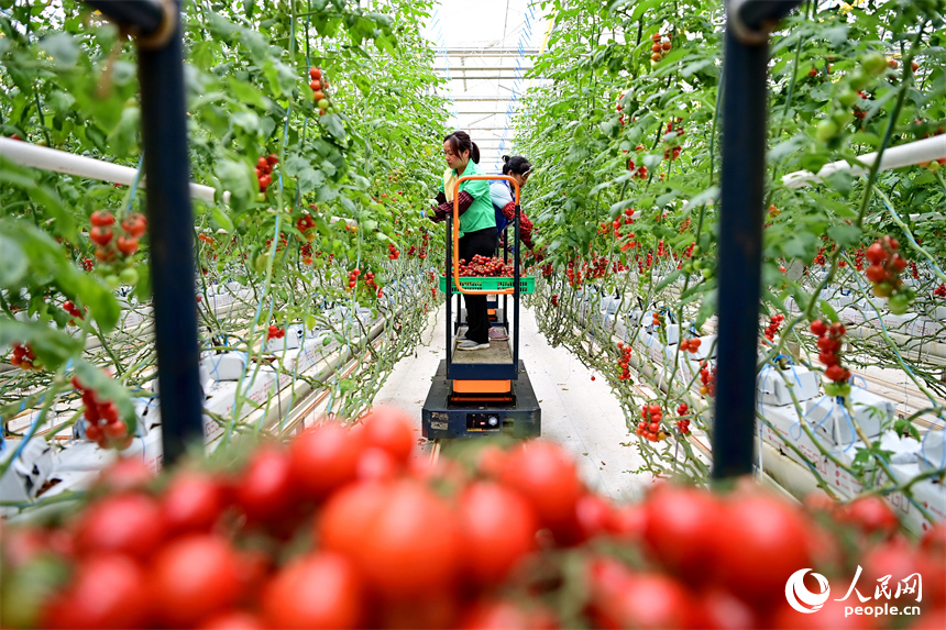 工人在智能溫控大棚內采摘小番茄，供應“五一”假期市場。人民網 朱海鵬攝