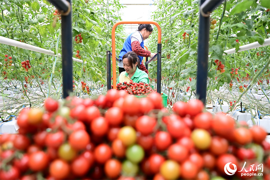工人在智能溫控大棚內采摘小番茄，供應“五一”假期市場。人民網 朱海鵬攝
