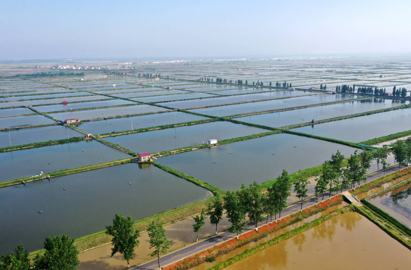 航拍鏡頭下的永修縣“稻蝦連作”基地。人民網記者 時雨攝