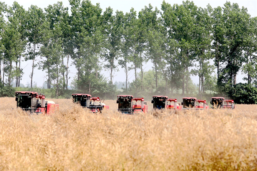 在彭澤縣萬畝油菜基地，農機手駕駛收割機收割油菜籽。彭琴攝