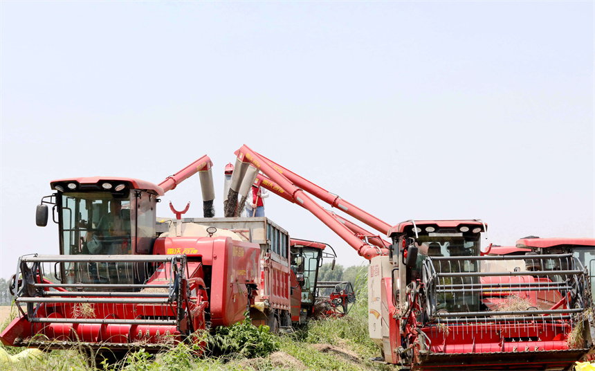 在彭澤縣萬畝油菜基地，農機手駕駛收割機收割油菜籽。彭琴攝