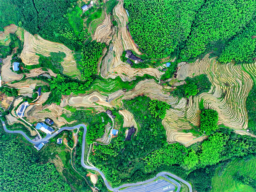 贛州市崇義縣上堡鄉，層層疊疊的梯田與森林、民宿、公路相互映襯，夏日綠色生態美景怡人。人民網 朱海鵬攝