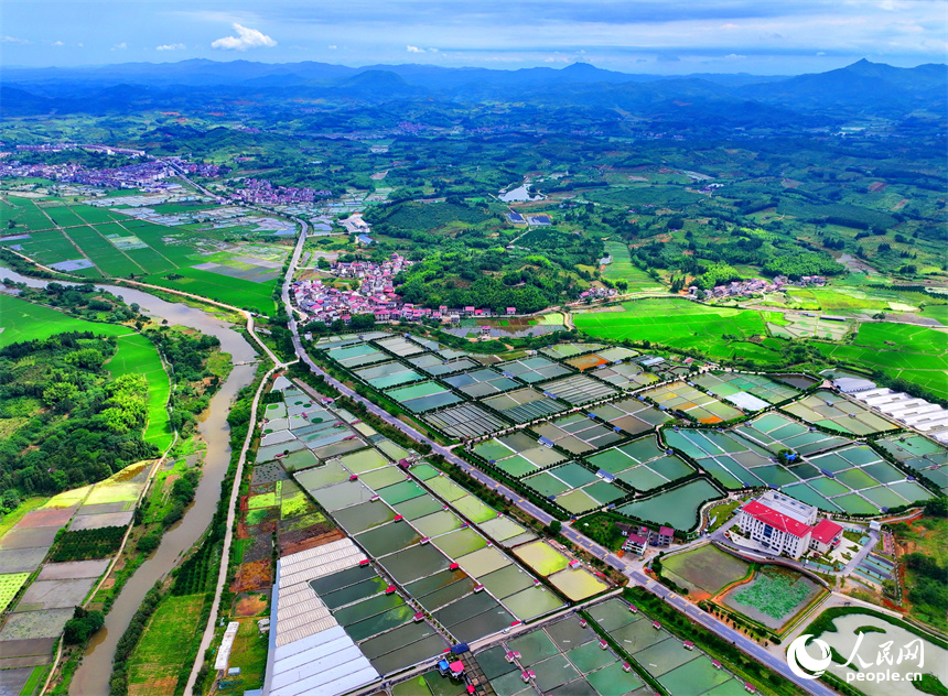 撫州市南豐縣太和鎮的甲魚養殖塘星羅棋布、色彩斑斕。人民網 朱海鵬攝