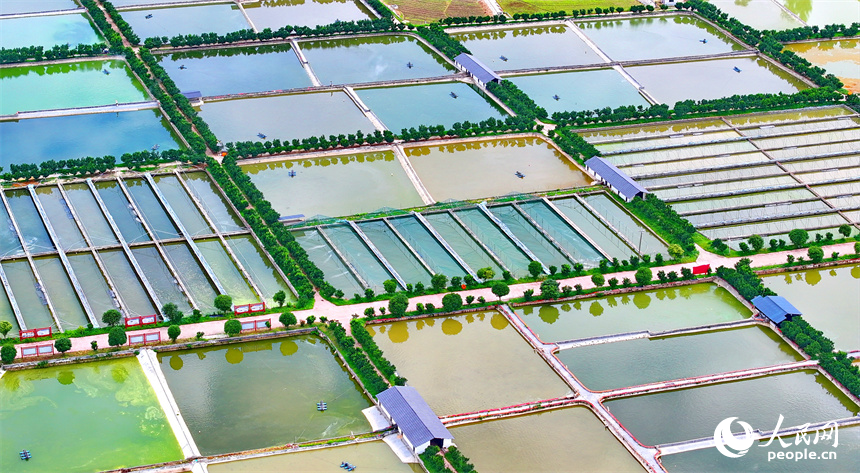 撫州市南豐縣太和鎮的甲魚養殖塘星羅棋布、色彩斑斕。人民網 朱海鵬攝