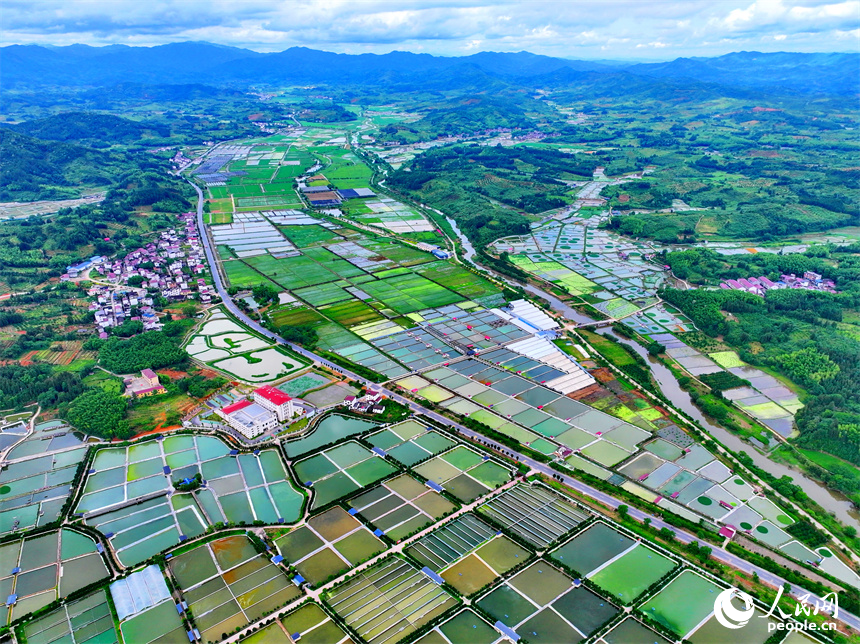 撫州市南豐縣太和鎮的甲魚養殖塘星羅棋布、色彩斑斕。人民網 朱海鵬攝