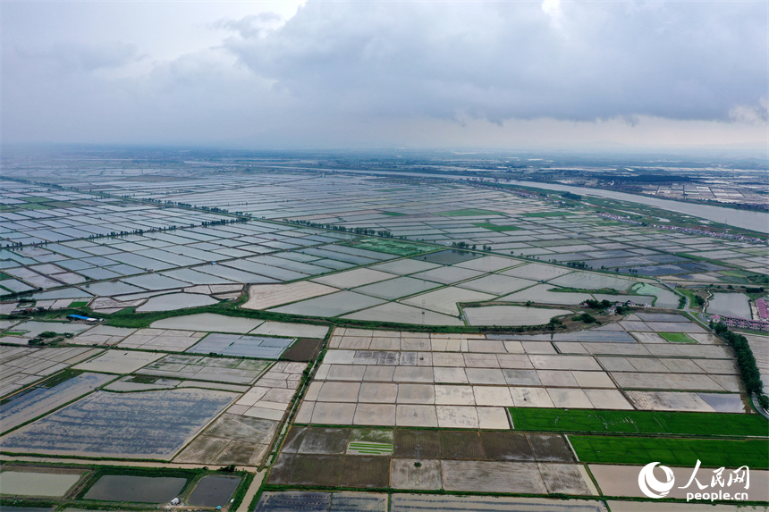 吳城鎮萬余畝良田呈現田園風光美的景象。人民網記者 時雨攝