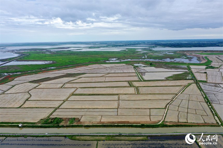 吳城鎮萬余畝良田與鄱陽湖、修河水道隔堤相映。人民網記者 時雨攝