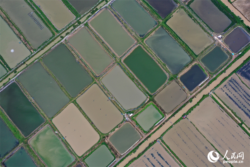吳城鎮萬余畝良田經過高標準建設后，提高了農業綜合生產能力。人民網記者 時雨攝