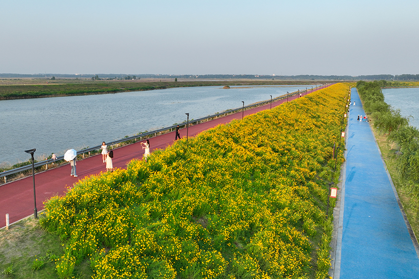 航拍江西省共青城市珍珠湖湖畔風景如畫。潘成攝