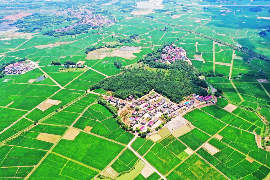 航拍江西省撫州市東鄉區虎圩鄉高標準農田。饒方其攝