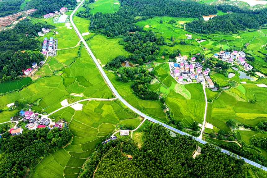 航拍河口村美景，處處綠意盎然。廖敏攝