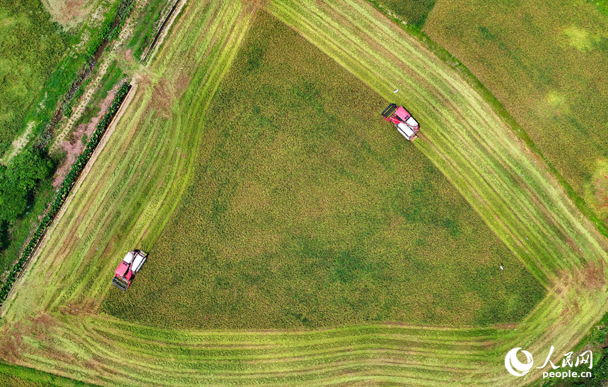 撫州市東鄉區珀玕鄉蓮塘村，大型收割機在田間來回收割作業，將成熟的早稻歸倉入庫。人民網 朱海鵬攝
