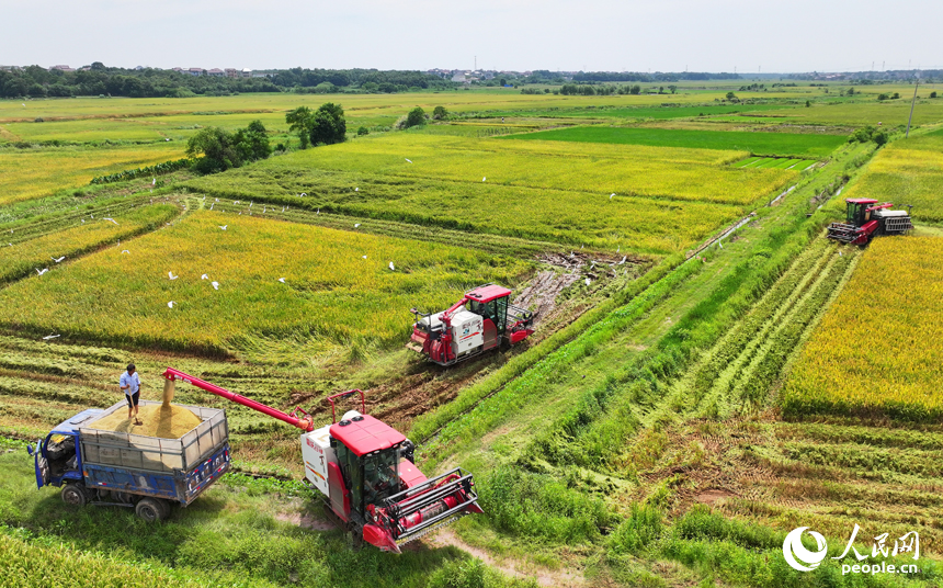 撫州市東鄉區珀玕鄉蓮塘村，大型收割機在田間來回收割作業，將成熟的早稻歸倉入庫。人民網 朱海鵬攝