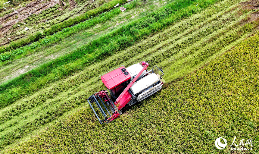 撫州市東鄉區珀玕鄉蓮塘村，大型收割機在田間來回收割作業，將成熟的早稻歸倉入庫。人民網 朱海鵬攝