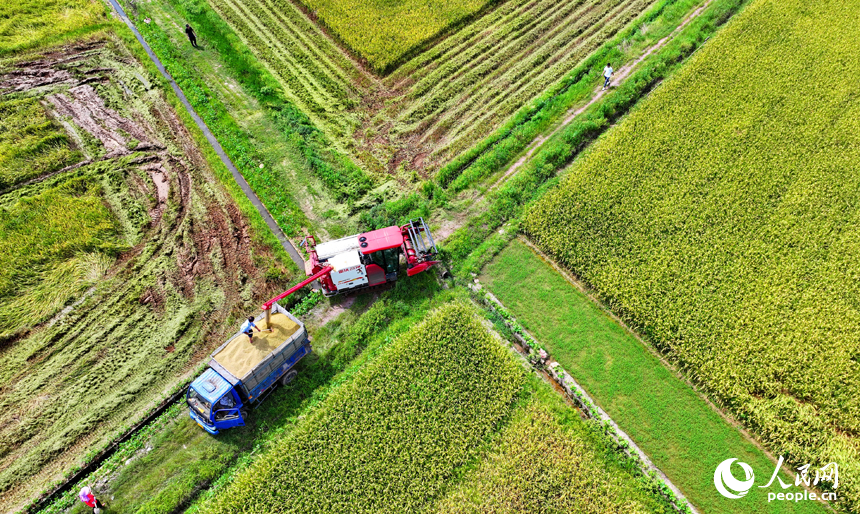 撫州市東鄉區珀玕鄉蓮塘村，大型收割機在田間來回收割作業，將成熟的早稻歸倉入庫。人民網 朱海鵬攝