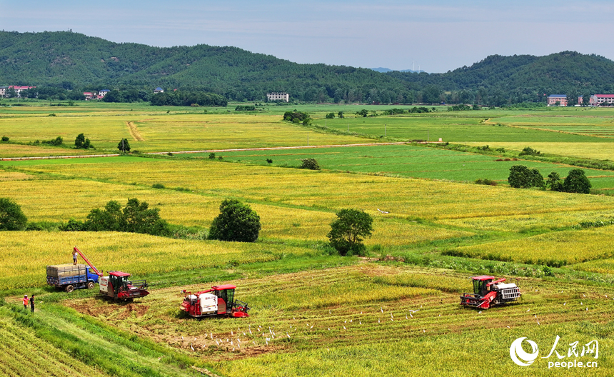 撫州市東鄉區珀玕鄉蓮塘村，大型收割機在田間來回收割作業，將成熟的早稻歸倉入庫。人民網 朱海鵬攝