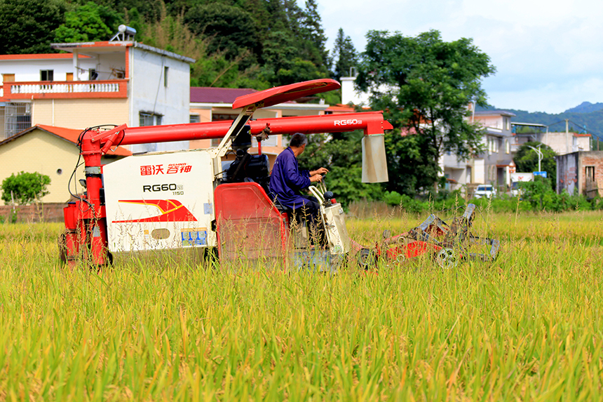 農戶們駕駛農機在田間來回穿梭收割早稻。尹其奇攝