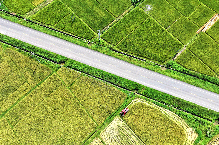 農戶們駕駛農機在田間來回穿梭收割早稻。尹其奇攝