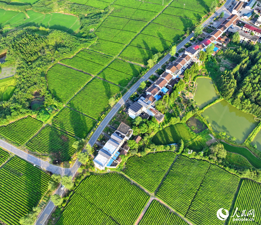 撫州市金溪縣秀谷鎮的一處有機生態茶場，一壟壟茶樹與村莊農房、柏油公路、金色稻田相互映襯，綠景如畫。人民網 朱海鵬攝