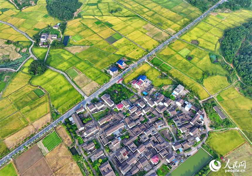 撫州市東鄉區黎圩鎮潭江村，高標準農田里金燦燦的早稻與村莊古建、綠樹青山相映襯，一幅夏日鄉村豐收畫卷鋪展開來。人民網 朱海鵬攝