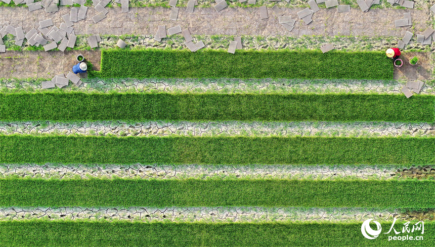 撫州市東鄉區黎圩鎮潭江村，村民在高標準農田里移栽晚稻秧苗。人民網 朱海鵬攝