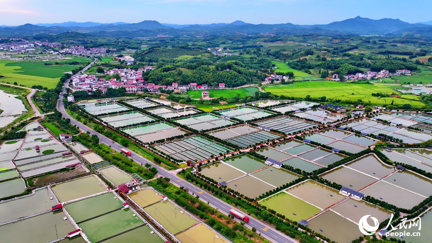 撫州市南豐縣太和鎮的甲魚養殖塘星羅棋布，色彩斑斕，如同大地調色盤。人民網 朱海鵬攝