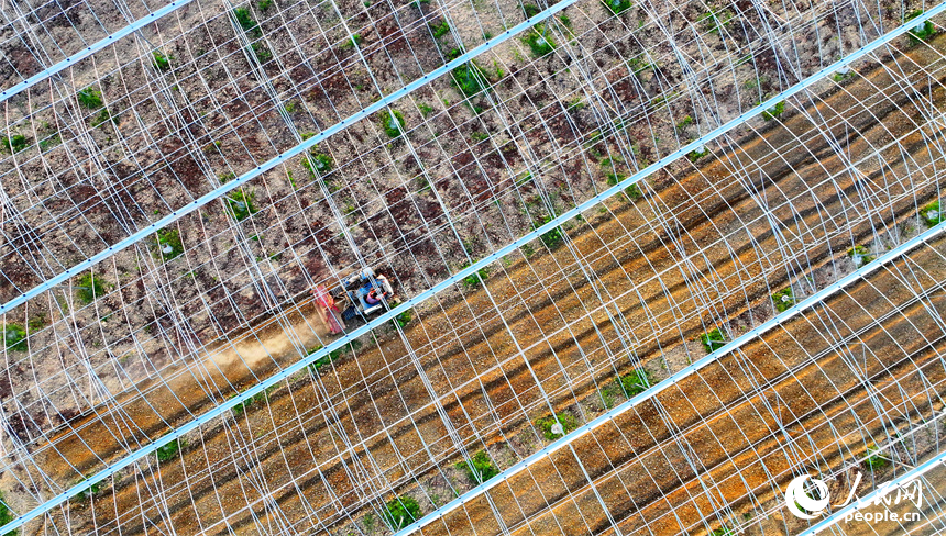 撫州市金溪縣滸灣鎮中洲村，村民在翻耕蔬菜種植基地土壤，為下一步施肥、覆膜和栽種蔬菜做準備。人民網 朱海鵬攝