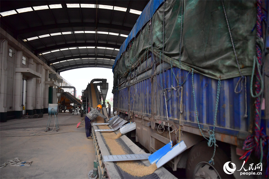 扦檢合格后，運糧車入庫卸糧。人民網記者 時雨攝