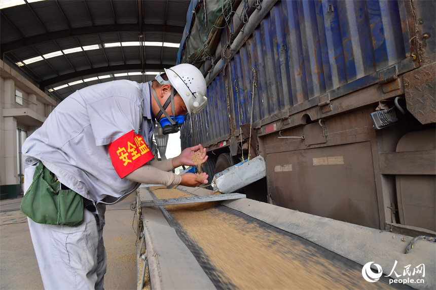 扦檢合格后，運糧車入庫卸糧。人民網記者 時雨攝