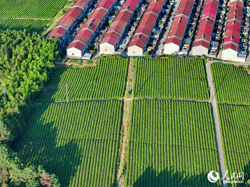 撫州市金溪縣華僑管理區鄧家瑤茶場，一簇簇茶樹連線成面，與遠處的建筑、綠樹、園路相映成景。人民網 朱海鵬攝