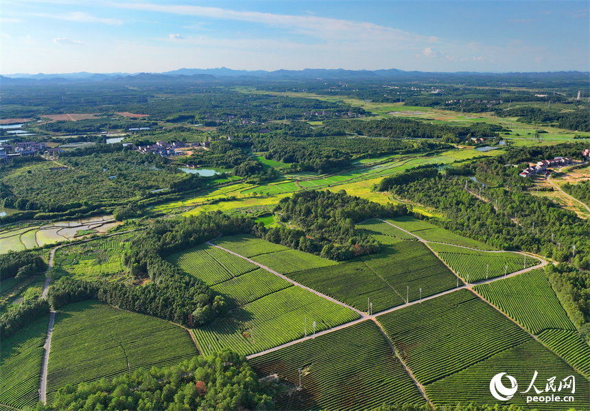 撫州市金溪縣華僑管理區鄧家瑤茶場，一簇簇茶樹連線成面，與遠處的建筑、綠樹、園路相映成景。人民網 朱海鵬攝