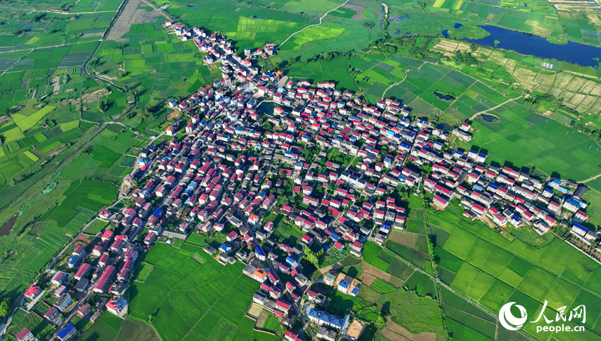 豐城市隍城鎮小嶺村一帶，一棟棟農家房屋與大美田園相映襯，夏日綠色生態美景怡人。人民網 朱海鵬攝