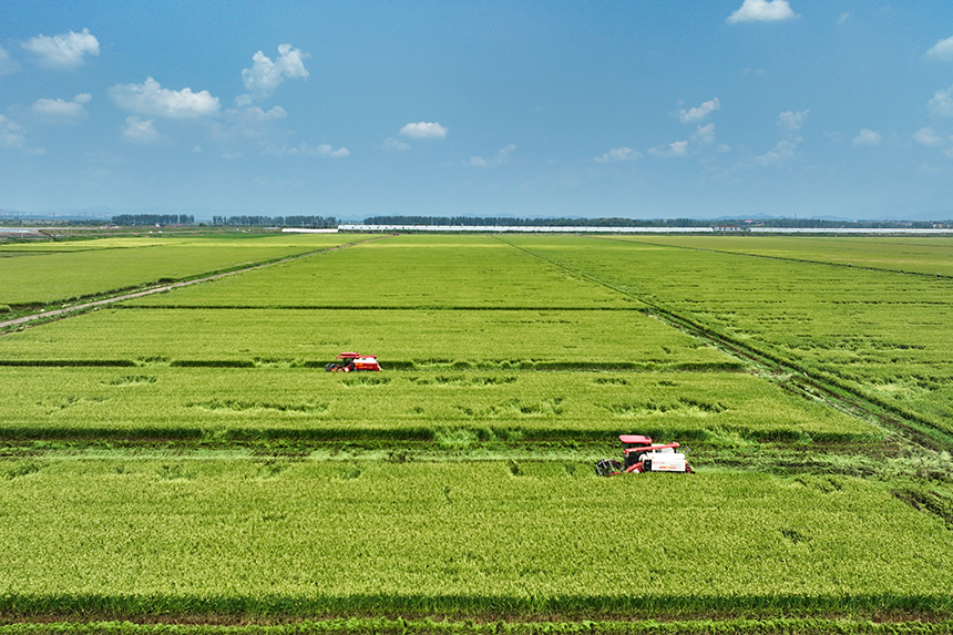 當地種植戶搶抓農時，開鐮收割。潘成攝